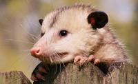 Be Pest Free Possum Removal Adelaide image 2